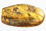 Rare Fossil Walking Stick (Phasmatodea) and More In Baltic Amber #325330-1